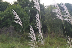 Saccharum spontaneum